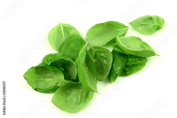 Obraz fresh basil