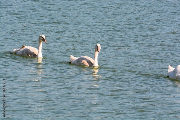 Fototapeta Cygne