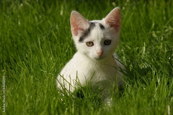 Obraz Carl the Cat