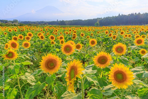 Obraz 山梨県　向日葵