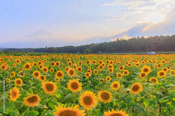 Obraz 山梨県　向日葵