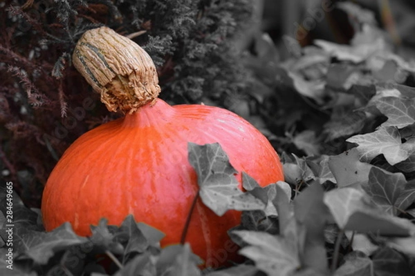 Obraz Hokaido im Efeu