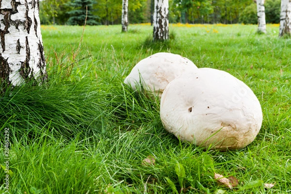 Obraz Giant puffball mushroom in park