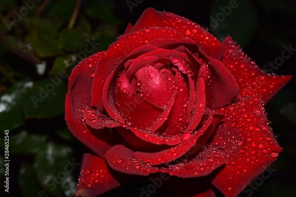 Obraz Rose mit Wassertropfen