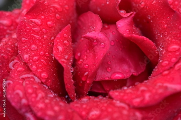 Obraz Rose der Liebe