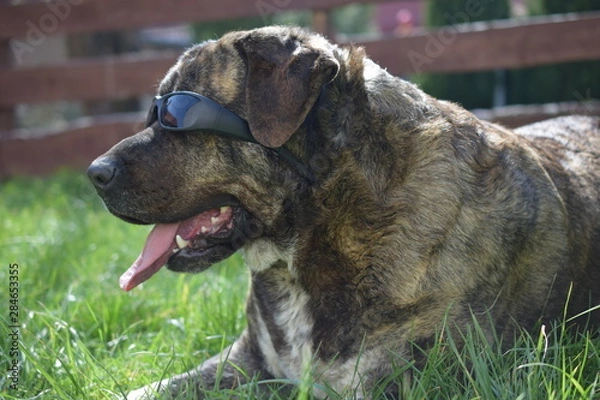 Obraz Bärenhund Elli