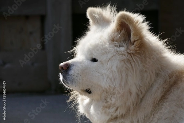 Fototapeta 《わさお》青森県鰺ヶ沢町