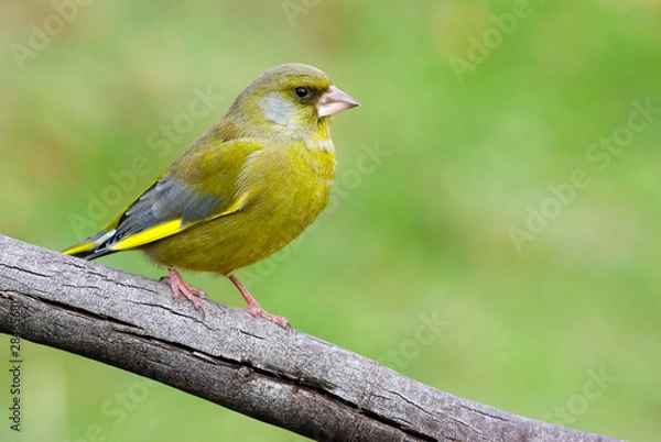 Obraz Verdier d'europe