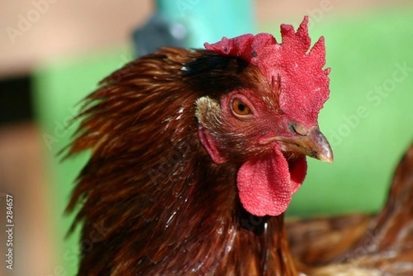 Obraz chicken's head