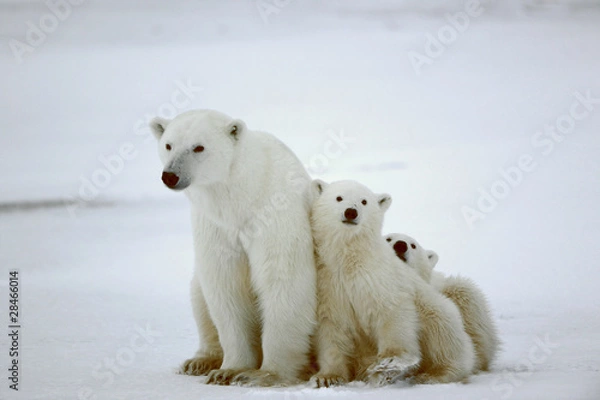 Obraz Polar She-Bear with Cubs.