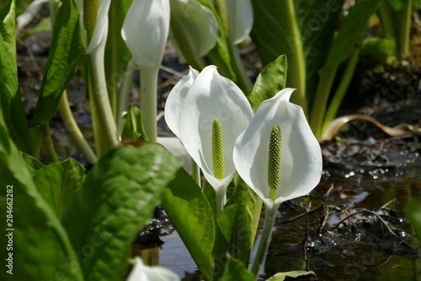 Obraz 《刺巻のミズバショウ》秋田県仙北市