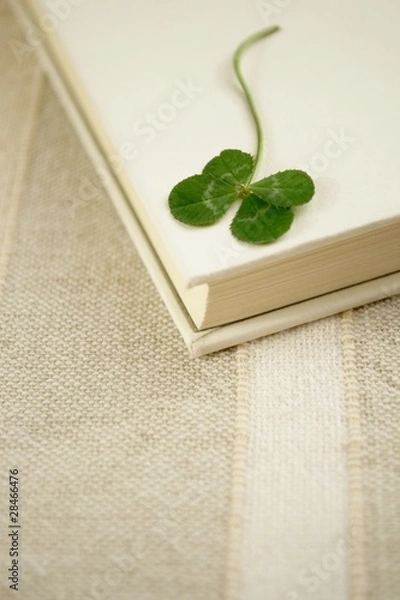 Fototapeta クローバー