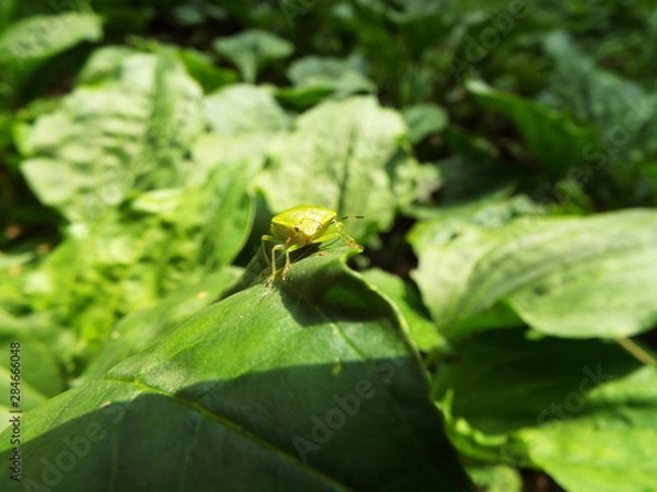 Fototapeta チャバネアオカメムシ stinkbug