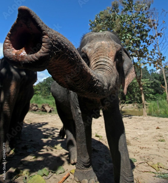 Obraz Nosey Elephant