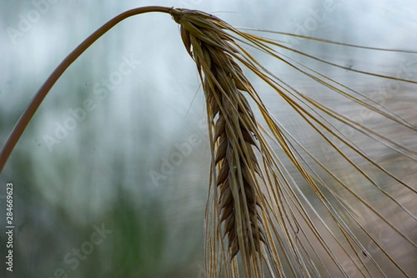 Obraz Kłos pszenicy