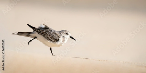 Obraz Sandpiper (Sanderling)