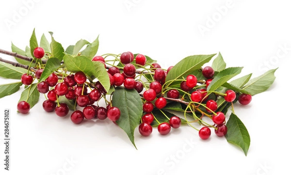 Fototapeta Cherries on a branch.