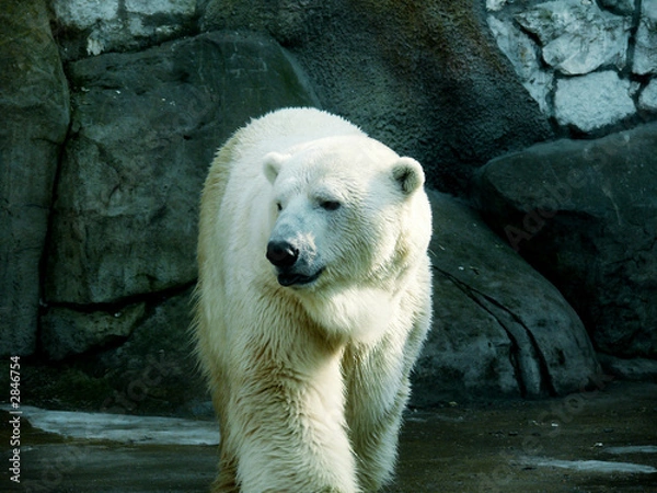 Obraz polar bear