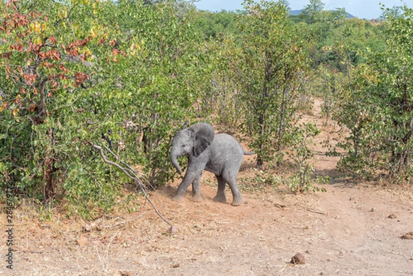 Fototapeta African elephant calf against a mopani bush backdrop