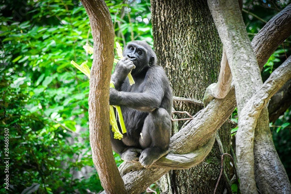 Obraz Gorilla in the branch
