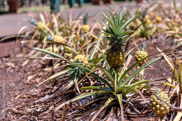 Obraz Pineapples growing in Hawaii
