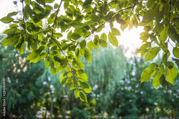 Obraz Green leaves with sun ray.