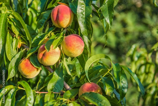 Obraz Some peaches on tree.
