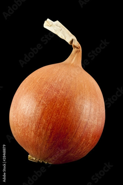 Fototapeta лук репчатый