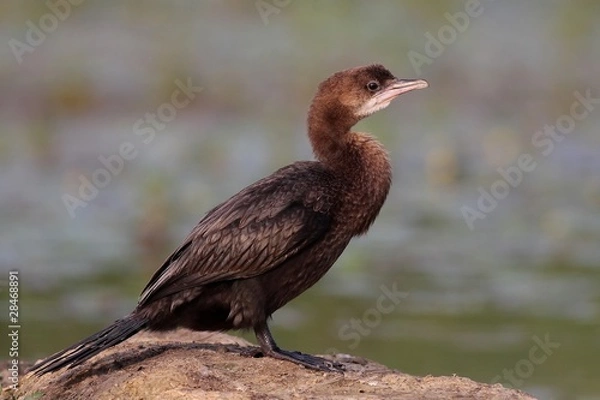 Obraz Pygmy cormorant