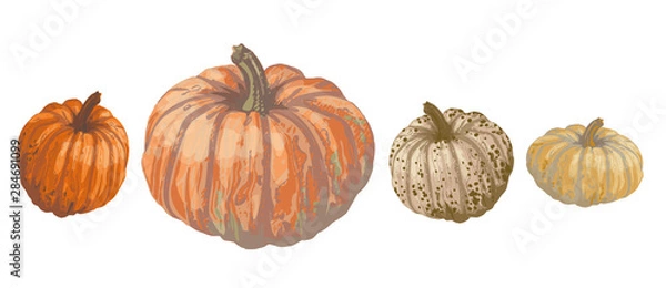 Fototapeta Vector set of isolated pattern with wonderful colorful different sort of pumpkins set on lines, hand-drawn, graphic, real-style. Seasonal colors: orange, beige, brown, green. Looks watercolor, fresh