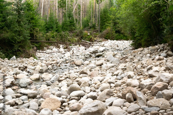 Obraz stream in forest