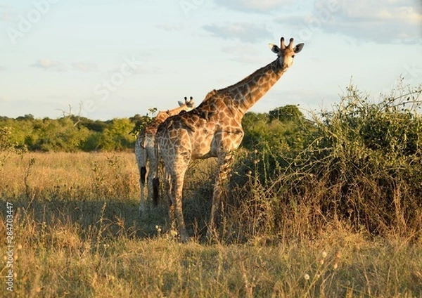 Obraz Giraffe in africa