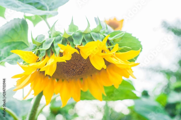 Fototapeta Sunflower grows on a private plot. Home garden with plants. environmentally friendly product with vitamins.
