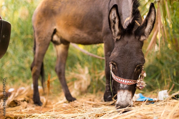 Obraz closeup of a donkey in a hay field 