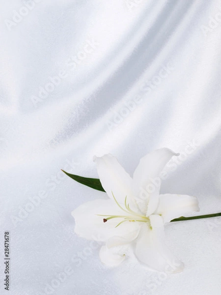Obraz Lily on a background white silk