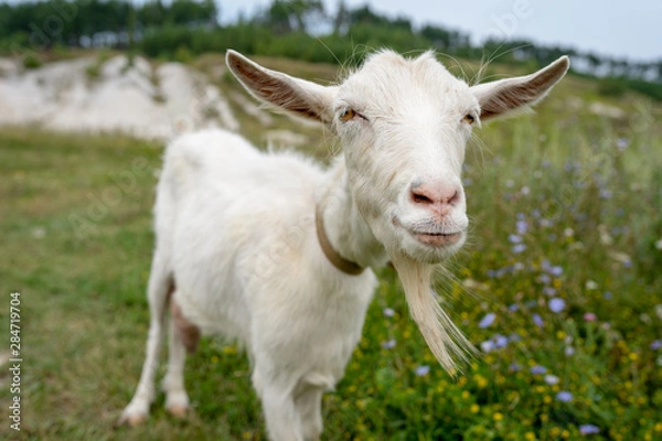 Fototapeta rustic atmosphere. the face of a white goat with a long beard close-up