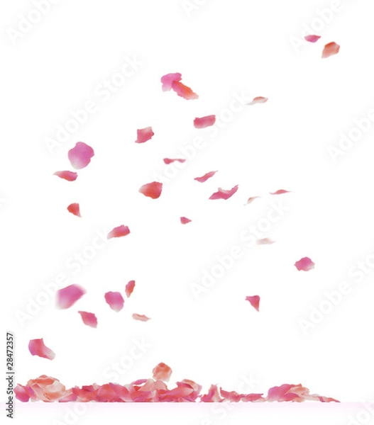 Fototapeta płatki róż