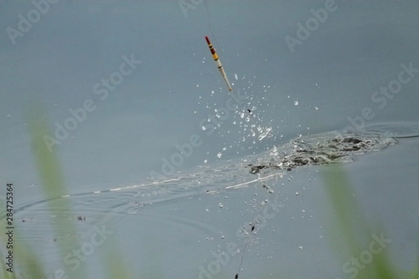 Fototapeta float for fishing on the water. the float jumps out of the water. water surface. the float is reflected in the water. drops on water. a fisherman catches a fish. old vintage float