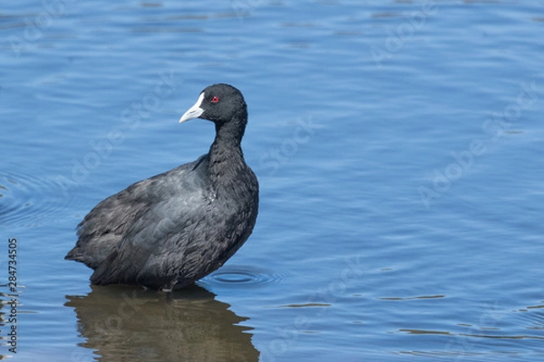 Fototapeta Eurasian Coot