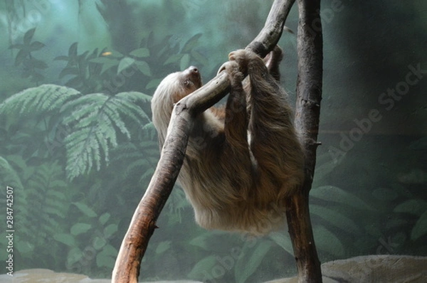 Fototapeta A sloth hanging on a branch