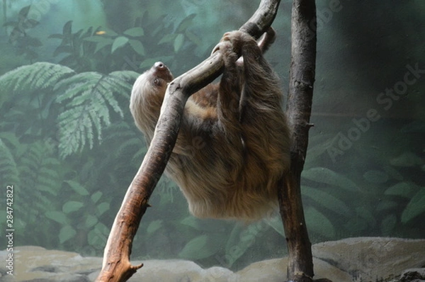Obraz A sloth hanging on a branch
