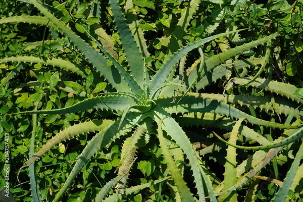 Fototapeta キダチアロエ