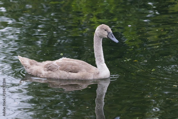 Obraz Mute Swan