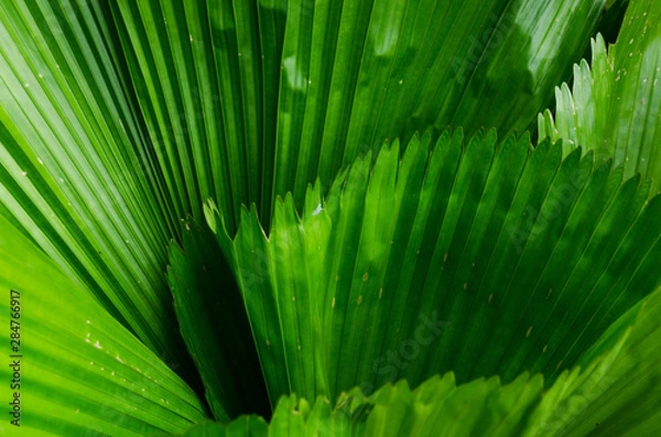 Obraz close-up striped green palm leaves abstract tropical background.