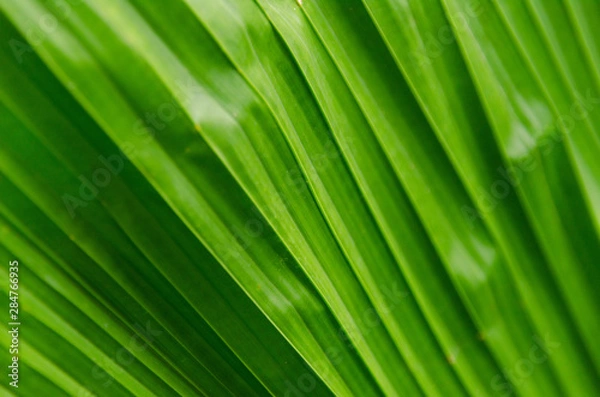 Obraz close-up striped green palm leaves abstract tropical background.