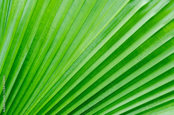 Obraz close-up striped green palm leaves abstract tropical background.