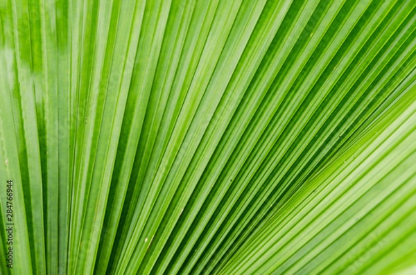 Obraz close-up striped green palm leaves abstract tropical background.