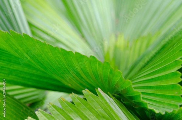 Obraz close-up striped green palm leaves abstract tropical background.