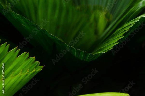 Obraz close-up striped green palm leaves abstract tropical background.