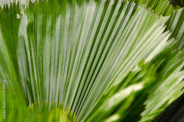 Obraz close-up striped green palm leaves abstract tropical background.